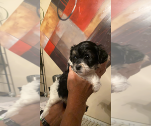 Mother of the YorkiePoo-Yorkshire Terrier Mix puppies born on 05/14/2025