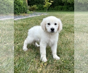 English Cream Golden Retriever Puppy for sale in FRANKLIN, IN, USA