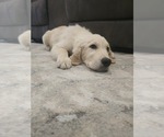 Small #4 English Cream Golden Retriever