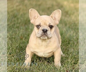 French Bulldog Puppy for sale in EPHRATA, PA, USA