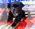Puppy 9 Yorkshire Terrier