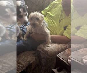 Mother of the Yorkshire Terrier puppies born on 10/17/2025