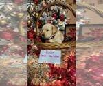 Small Photo #2 Golden Labrador-Golden Retriever Mix Puppy For Sale in BASTROP, TX, USA