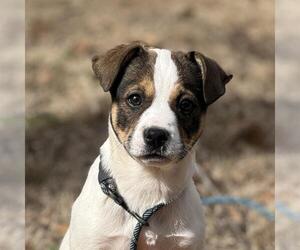 Saint Bernard-Unknown Mix Dogs for adoption in Yardley, PA, USA