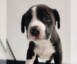 American Staffordshire Terrier-Border Collie Mix Dogs for adoption in Lake Forest, CA, USA