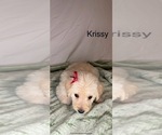 Small #1 Labradoodle