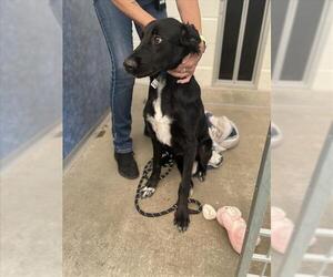 Labrenees Dogs for adoption in Fort Collins, CO, USA