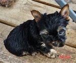 Small #4 Yorkshire Terrier