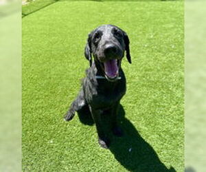 Labrador Retriever Dogs for adoption in Salinas, CA, USA
