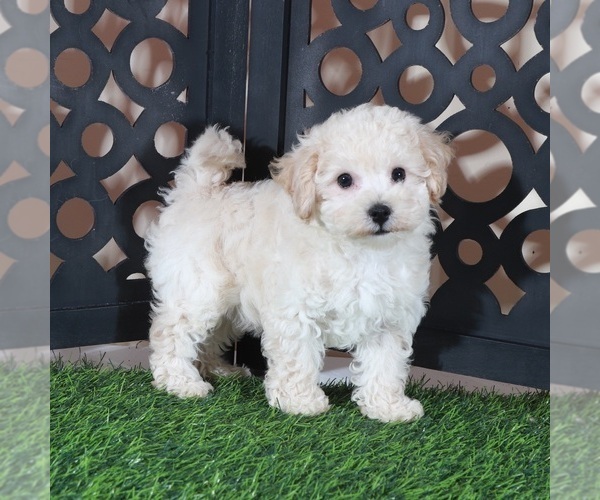 Medium Photo #4 Bichpoo Puppy For Sale in MOUNT VERNON, OH, USA