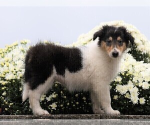 Collie Puppy for sale in FREDERICKSBG, OH, USA