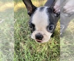 Small #5 Boston Terrier