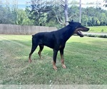 Small #13 Doberman Pinscher