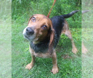 Beagle Dogs for adoption in Dunnellon, FL, USA