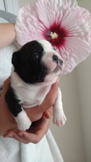 Boston Terrier Puppy for sale in FORT MILL, SC, USA