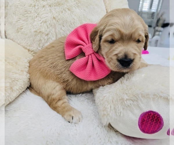 Medium Photo #4 Golden Retriever Puppy For Sale in ORLANDO, FL, USA