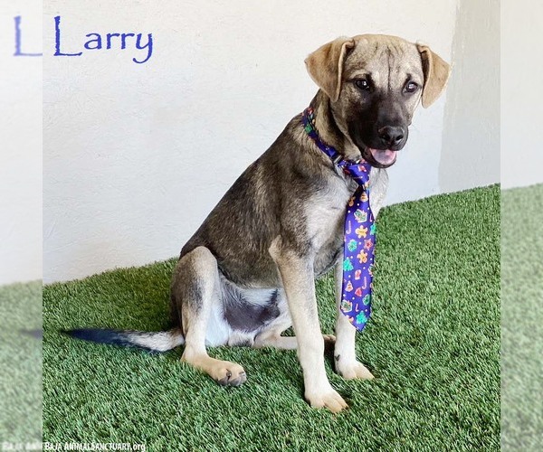 Medium Photo #1 German Shepherd Dog-Unknown Mix Puppy For Sale in San Diego, CA, USA