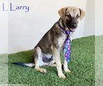 Larry - Male German Shepherd Dog-Unknown Mix Dog for Adoption - Small photo