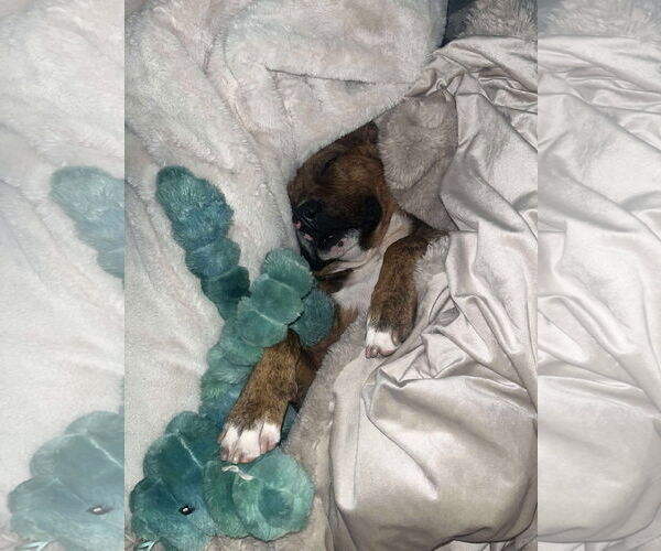 Medium Photo #3 Mutt Puppy For Sale in Greensboro, NC, USA