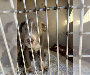 Mutt Dogs for adoption in Oklahoma City, OK, USA