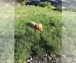 Puppy Orange Collar Golden Retriever