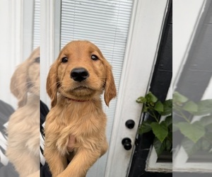 Medium Golden Retriever