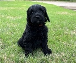 Small Photo #3 Goldendoodle Puppy For Sale in EDMOND, OK, USA