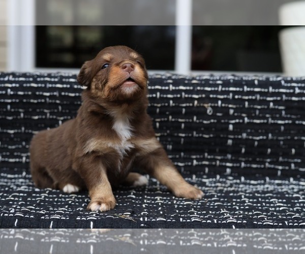 Medium Photo #5 Miniature American Shepherd Puppy For Sale in DAWSON, GA, USA