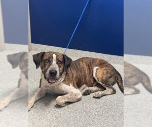 American Pit Bull Terrier-Unknown Mix Dogs for adoption in Pasadena, TX, USA