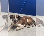 Small American Pit Bull Terrier Mix