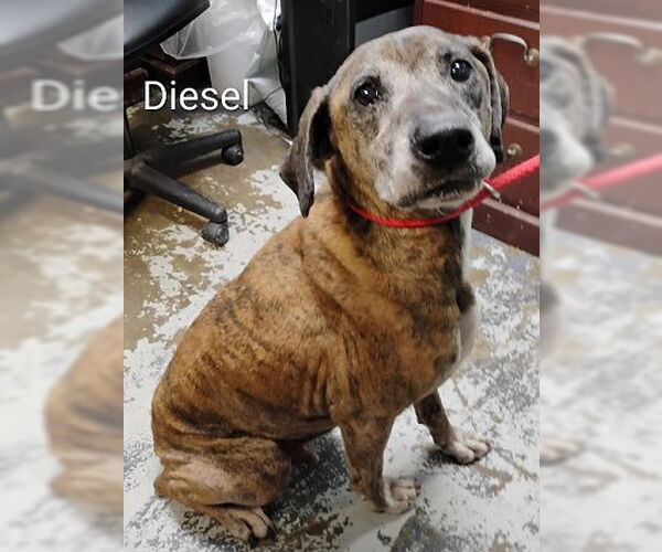 Medium Photo #1 Mountain Cur-Unknown Mix Puppy For Sale in Minneapolis, MN, USA