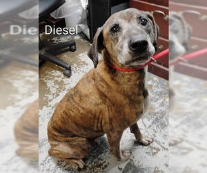 Mountain Cur-Unknown Mix Dogs for adoption in Minneapolis, MN, USA