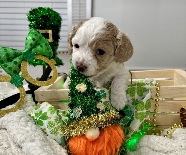 Medium Photo #1 YorkiePoo Puppy For Sale in MONTGOMERY VILLAGE, MD, USA