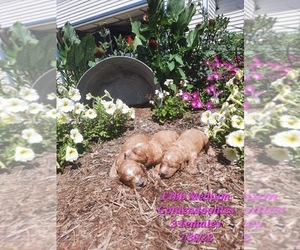 Goldendoodle Puppy for sale in SHIPSHEWANA, IN, USA