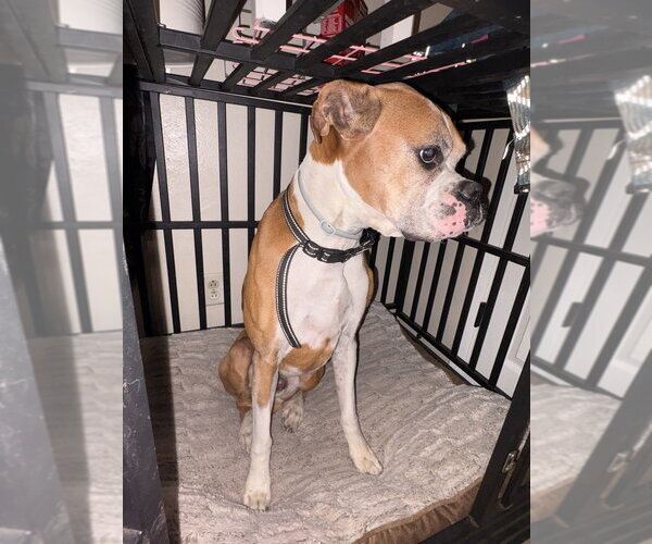 Medium Photo #3 Boxer Puppy For Sale in Austin, TX, USA