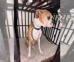 Small Photo #3 Boxer Puppy For Sale in Austin, TX, USA