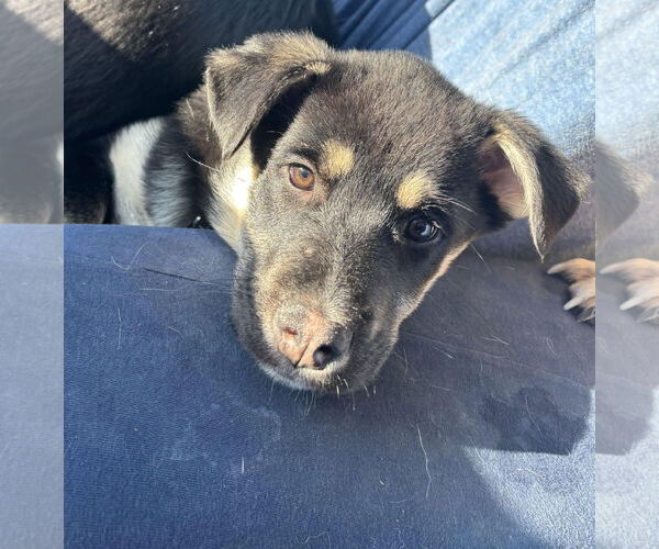 Medium Photo #3 Shepradors Puppy For Sale in Princeton, MN, USA