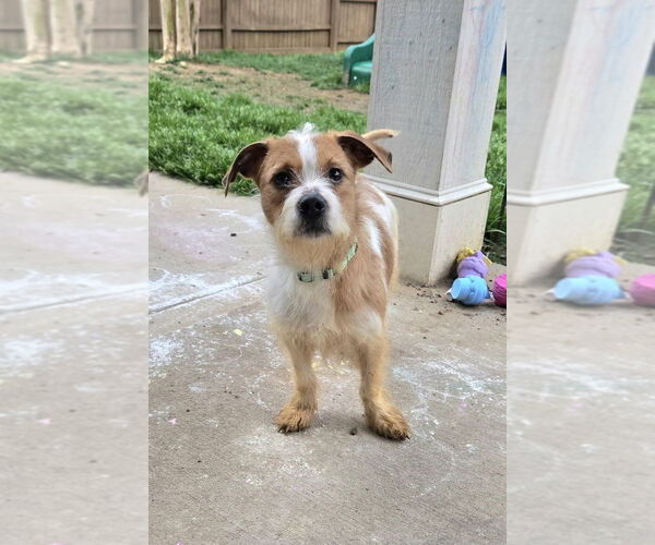 Medium Photo #2 Colonial Cocker Spaniel-Unknown Mix Puppy For Sale in Mooresville, NC, USA