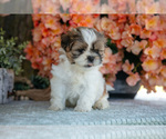 Small Photo #7 Shih Tzu Puppy For Sale in CLARE, MI, USA