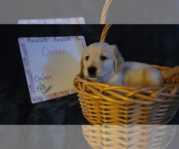Medium Photo #2 Golden Retriever Puppy For Sale in VOORHEES, NJ, USA