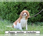 Small Photo #1 Cavapoo (Miniature) Puppy For Sale in CLARKRANGE, TN, USA