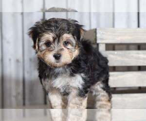 Yo-Chon Puppy for sale in MOUNT VERNON, OH, USA