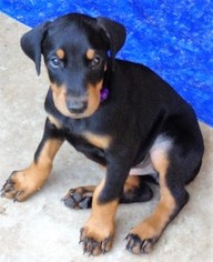 Doberman Pinscher Puppy for sale in MANVEL, TX, USA
