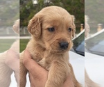 Small Photo #3 Golden Retriever Puppy For Sale in TAMPA, FL, USA