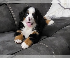 Bernese Mountain Dog Puppy for sale in PUYALLUP, WA, USA