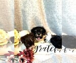 Small #4 Havanese
