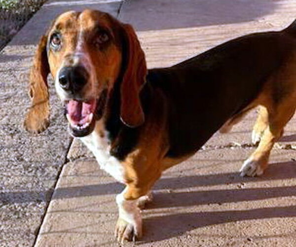 Medium Photo #2 Basset Hound Puppy For Sale in Deepwater, NJ, USA