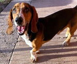 Small #1 Basset Hound