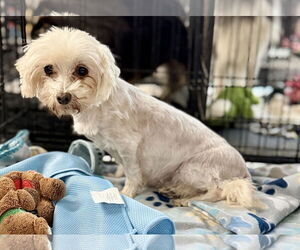 Maltese Dogs for adoption in Holly Springs, NC, USA
