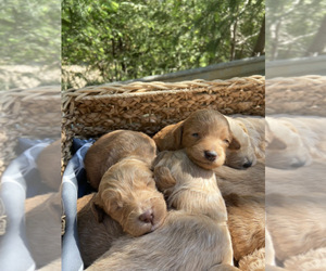 Goldendoodle (Miniature) Puppy for Sale in SAN JOSE, California USA